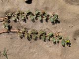 Tribulus terrestris