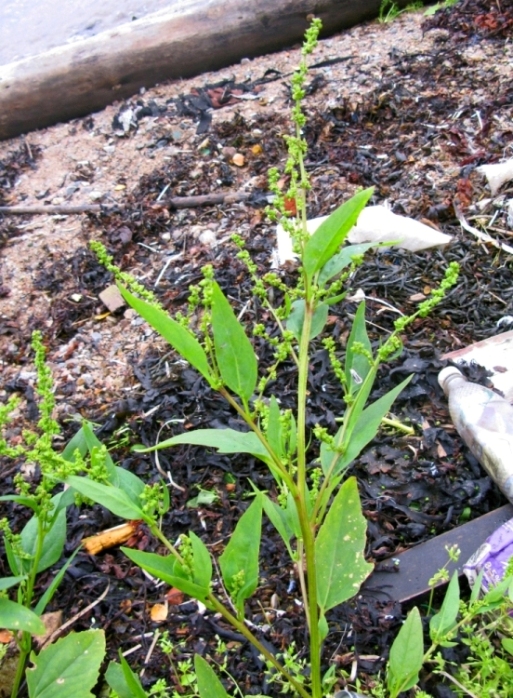 Image of Atriplex nudicaulis specimen.