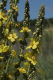 Verbascum lychnitis. Часть соцветия. Белгородская обл., пос. Борисовка, зарастающий песчаный карьер. 01.07.2009.