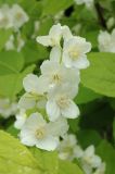 Philadelphus coronarius