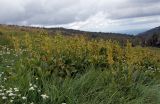Veratrum lobelianum. Заросли цветущих растений на горном лугу. Алтайский край, Змеиногорский р-н, пос. Андреевский, горный луг. 16 августа 2008 г.