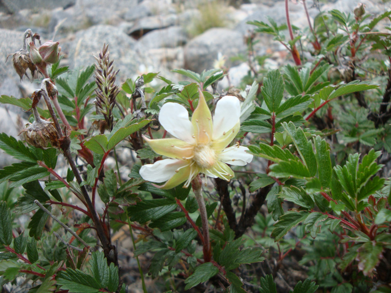 Изображение особи Farinopsis salesoviana.