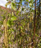 genus Betula. Цветущие побеги. Санкт-Петербург, Ботанический сад БИН РАН, Сад непрерывного цветения (Северный двор). 03.05.2014.