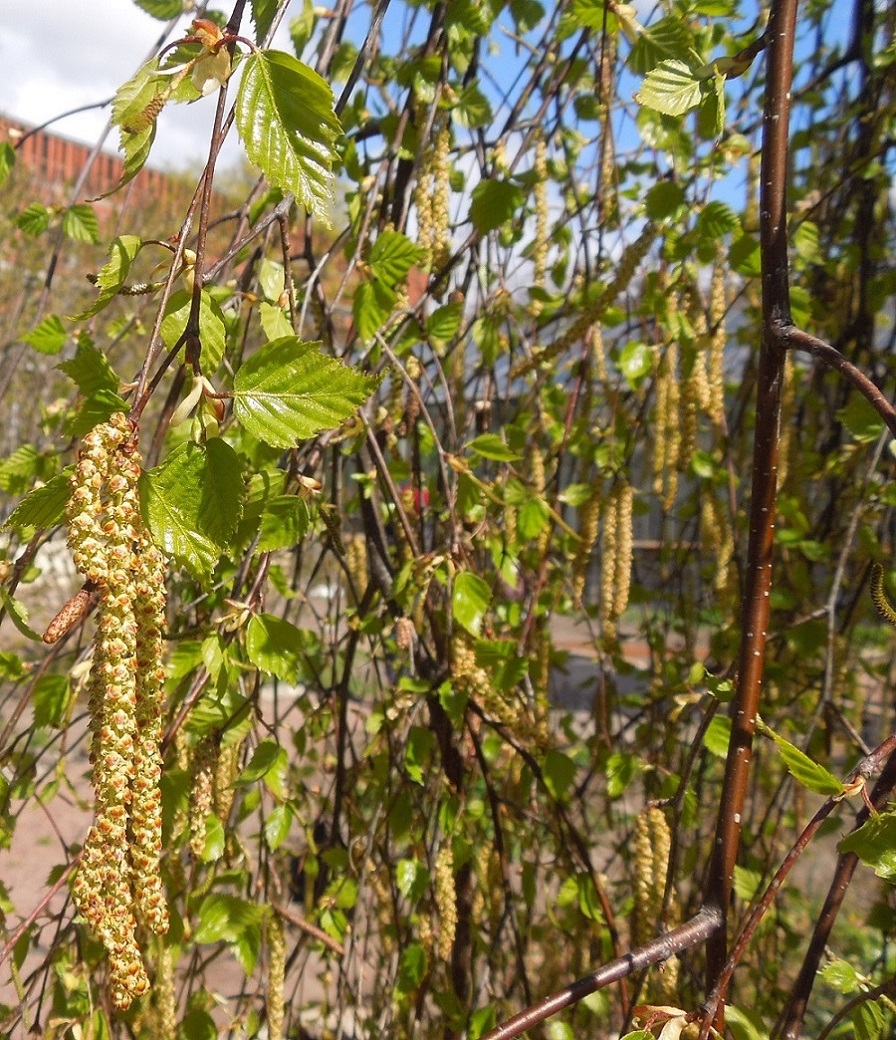 Image of genus Betula specimen.