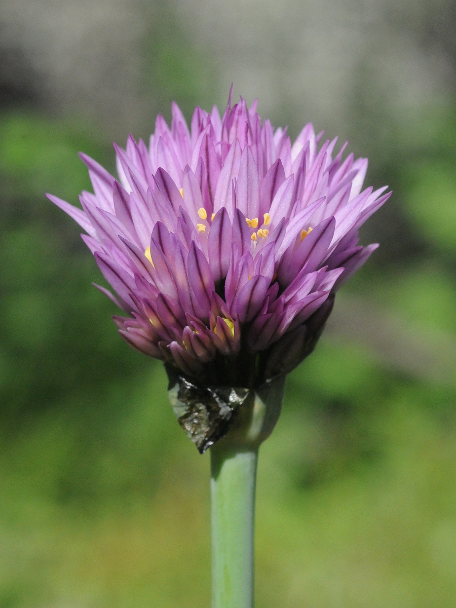 Изображение особи Allium lipskyanum.