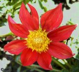 Dahlia pinnata