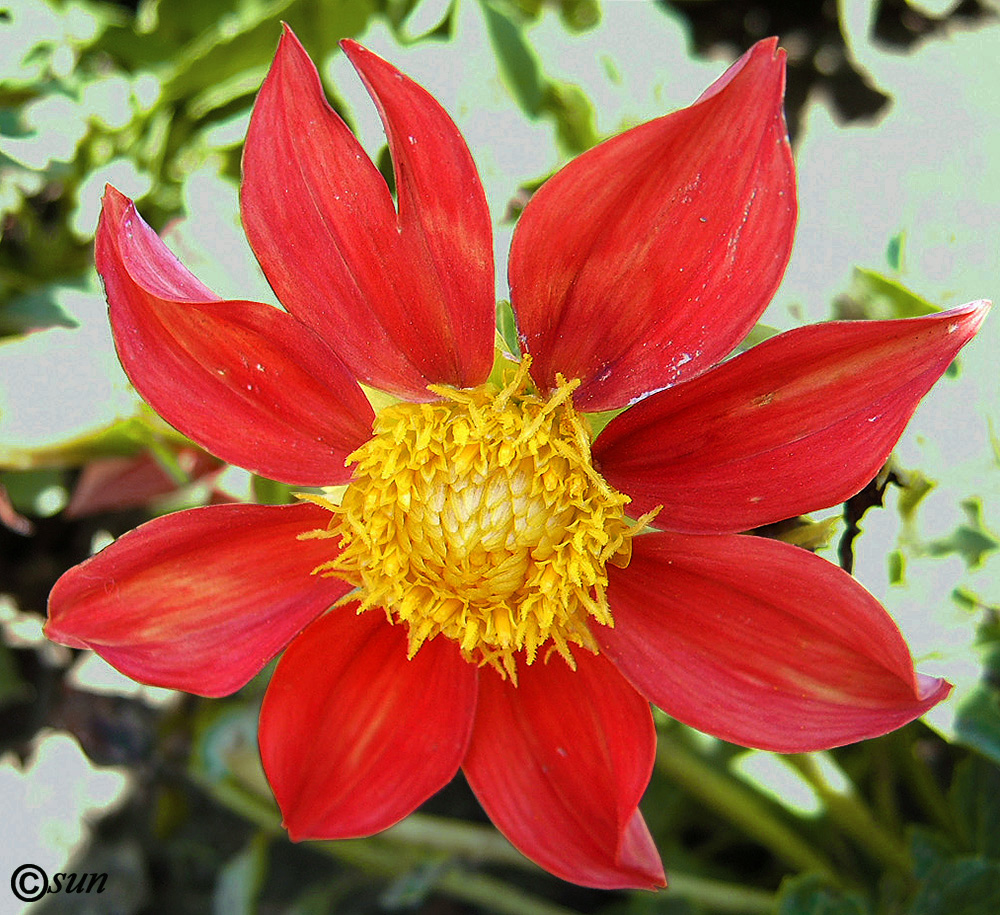 Image of Dahlia pinnata specimen.