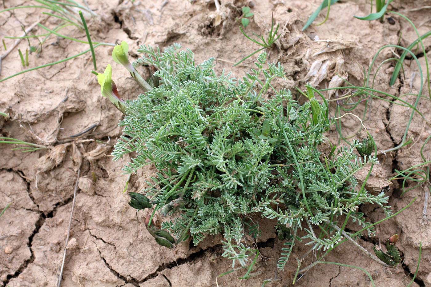 Изображение особи Astragalus dianthus.