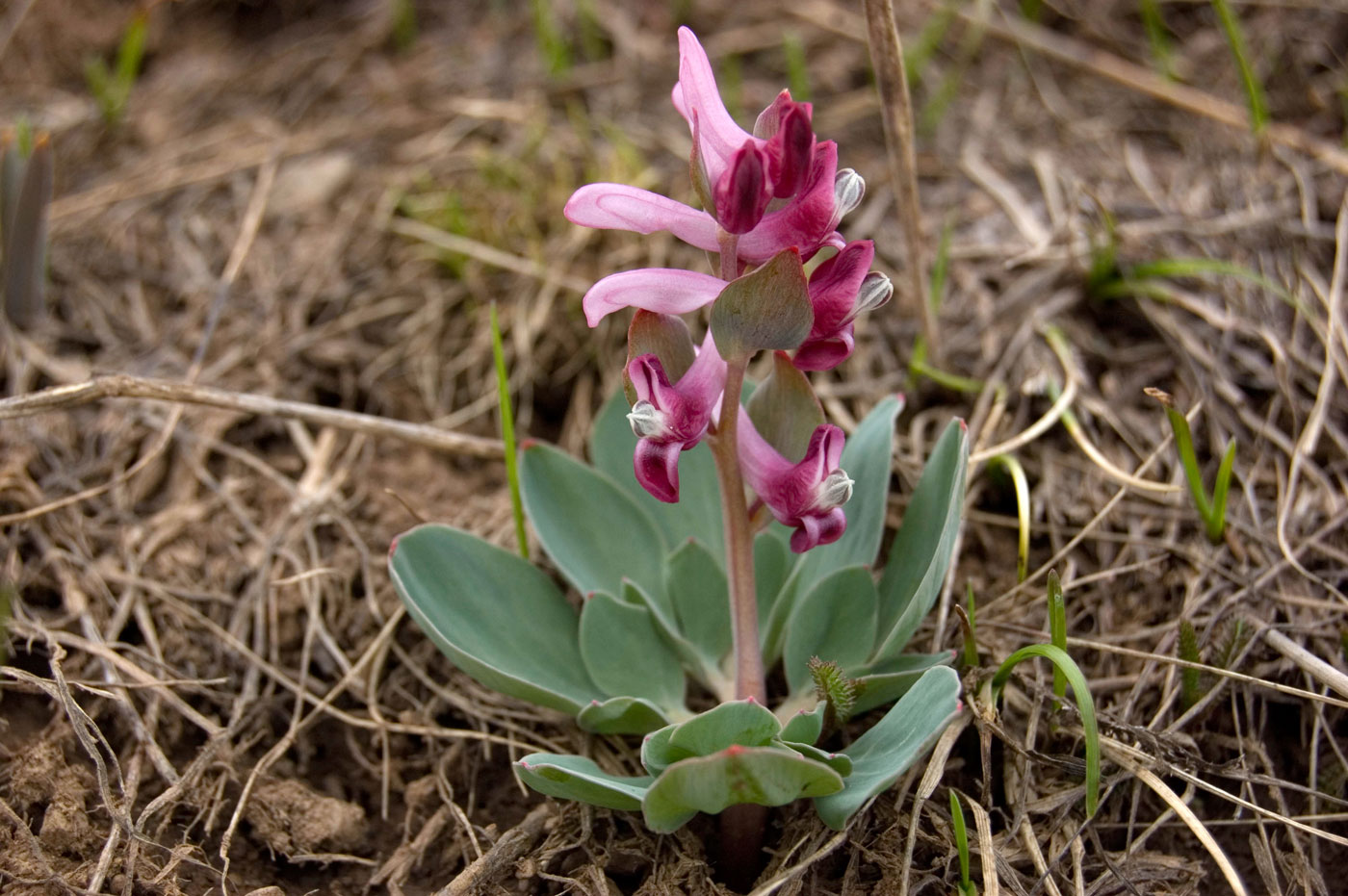 Image of Corydalis ledebouriana specimen.