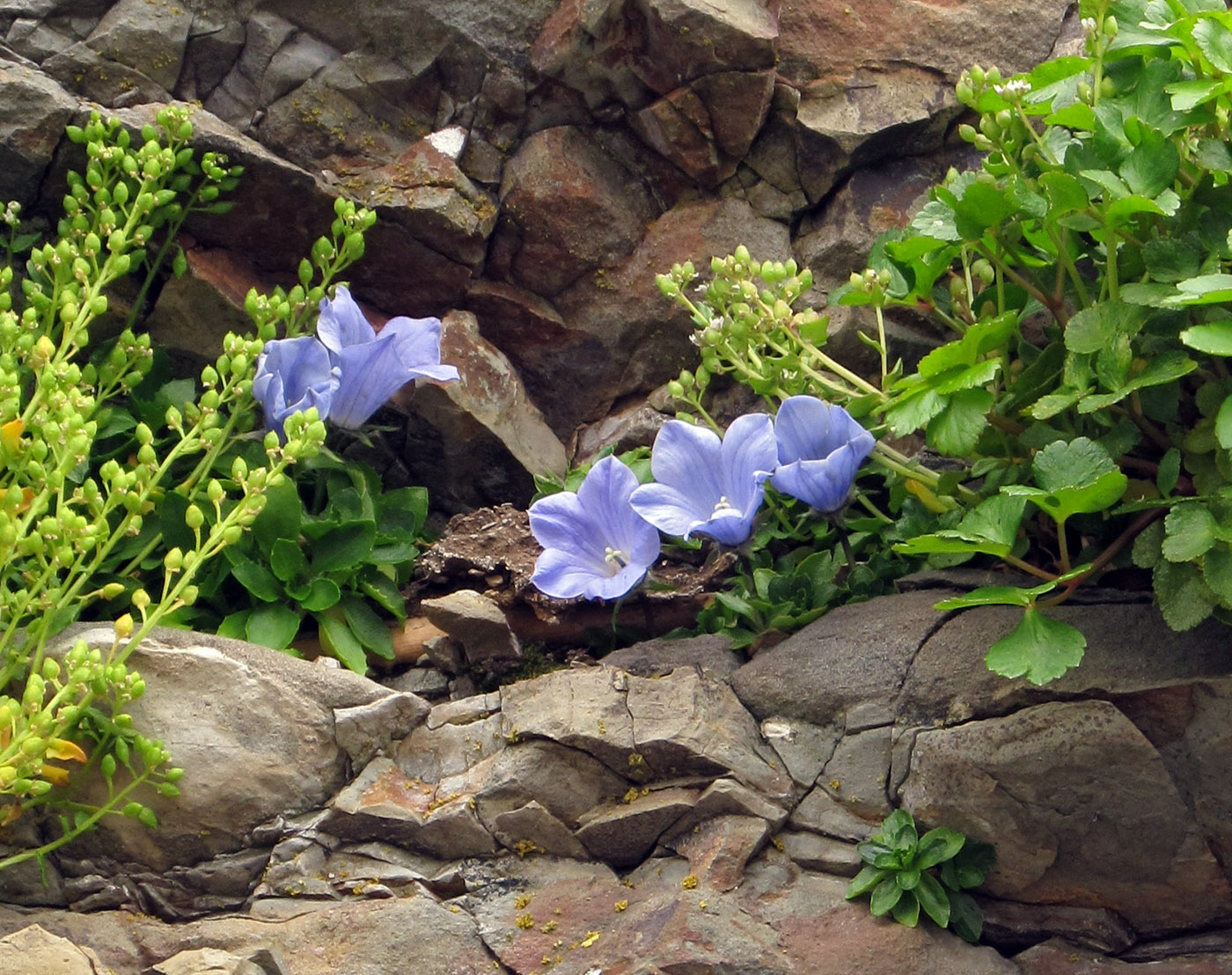 Изображение особи Campanula lasiocarpa ssp. latisepala.