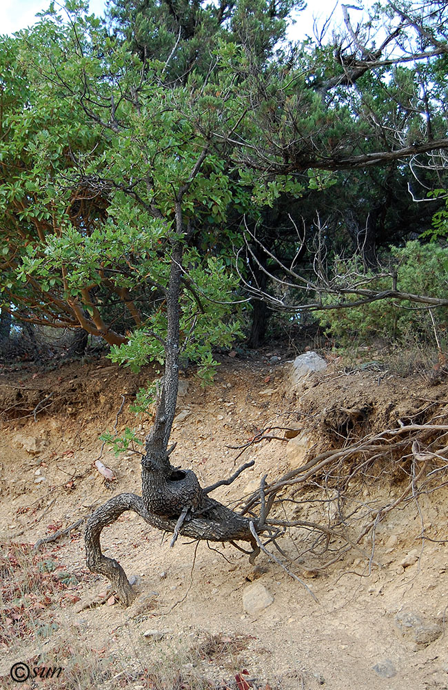 Image of Quercus pubescens specimen.