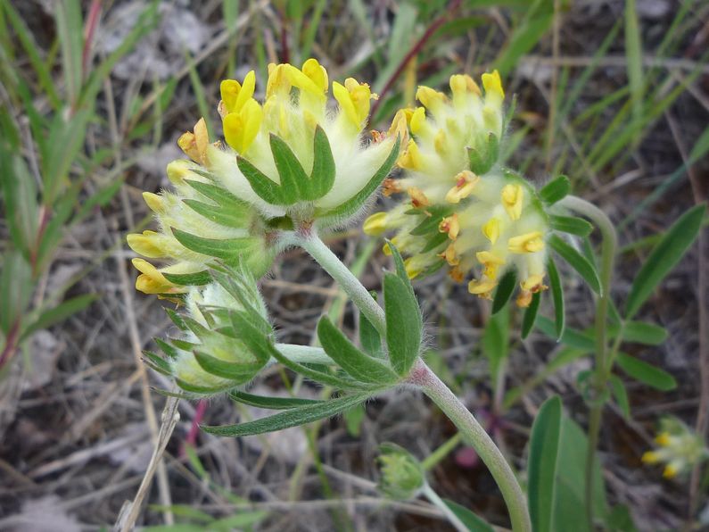 Изображение особи Anthyllis arenaria.