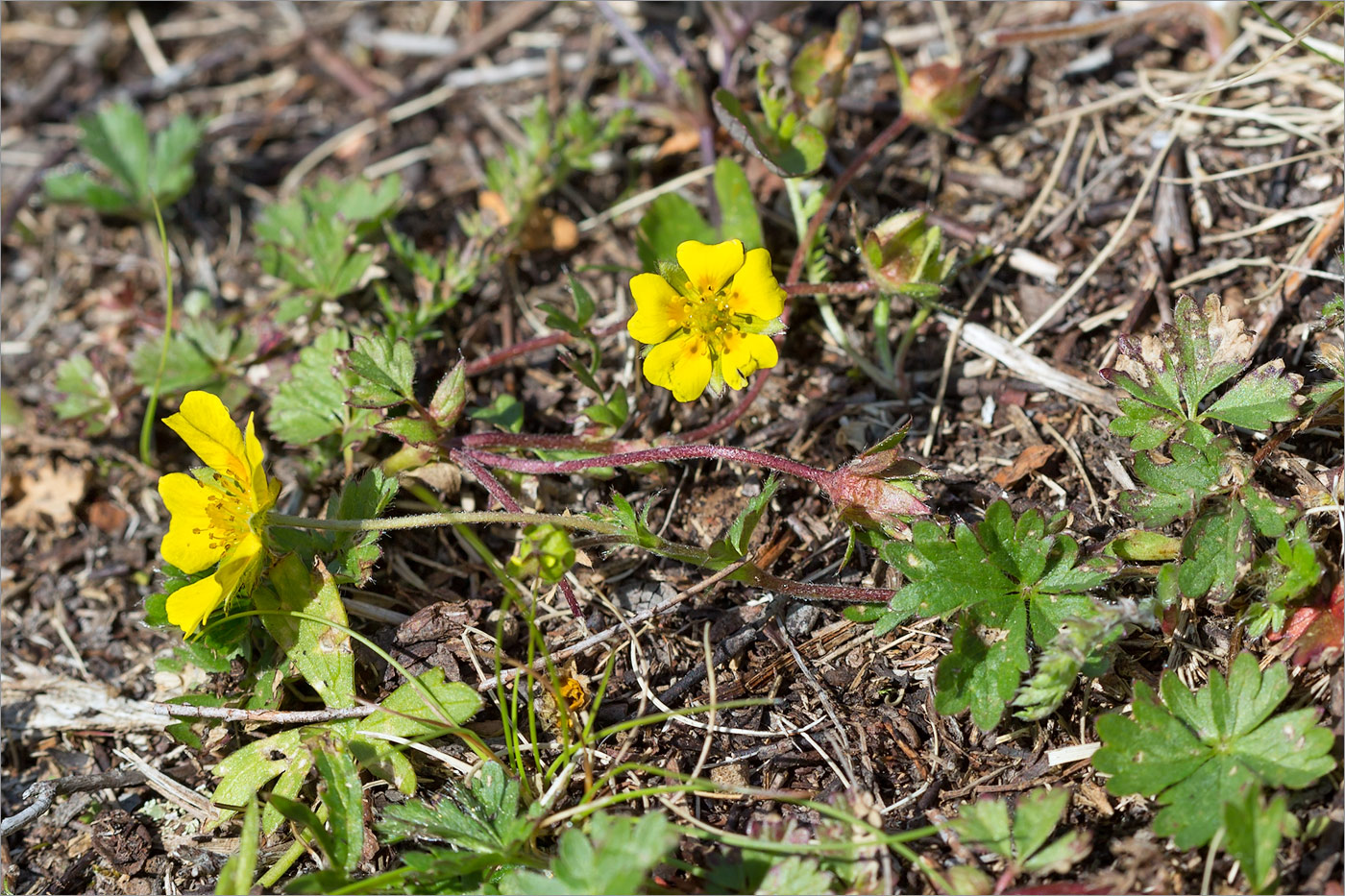 Изображение особи Potentilla crantzii.