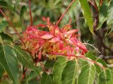 Ailanthus altissima