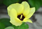Hibiscus tiliaceus