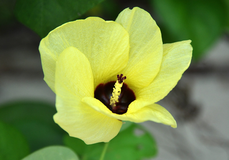 Изображение особи Hibiscus tiliaceus.