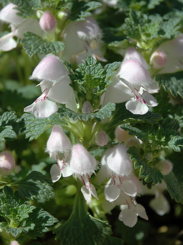 Image of Lamium armenum ssp. sintenisii specimen.