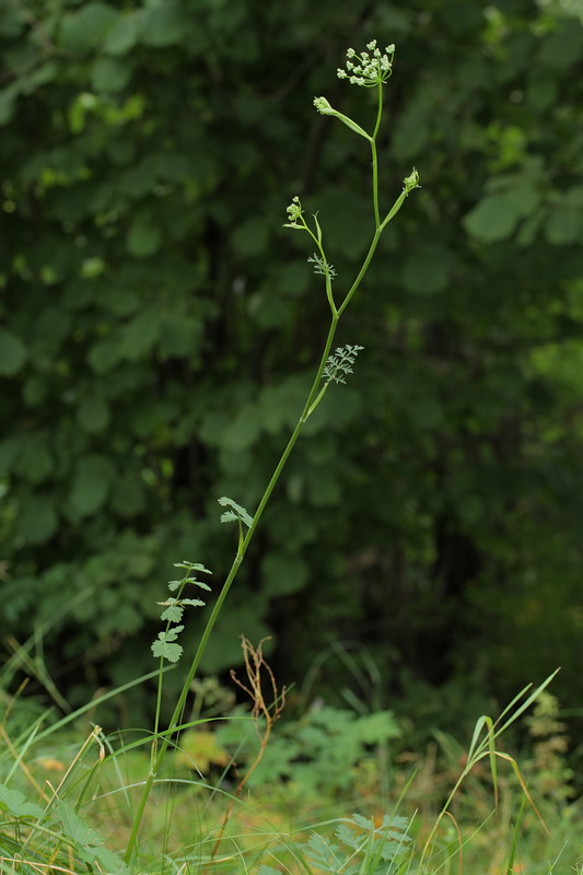 Image of Pimpinella saxifraga specimen.