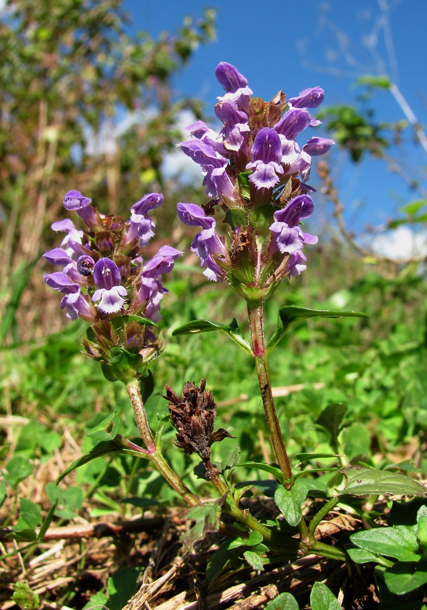 Image of Prunella × spuria specimen.