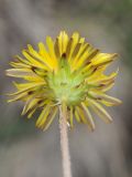 Taraxacum tianschanicum. Соцветие (вид со стороны обертки). Казахстан, Тянь-Шань, хр. Илейский Алатау, Большое Алмаатинское ущ., 2800 м н.у.м. 21.05.2014.