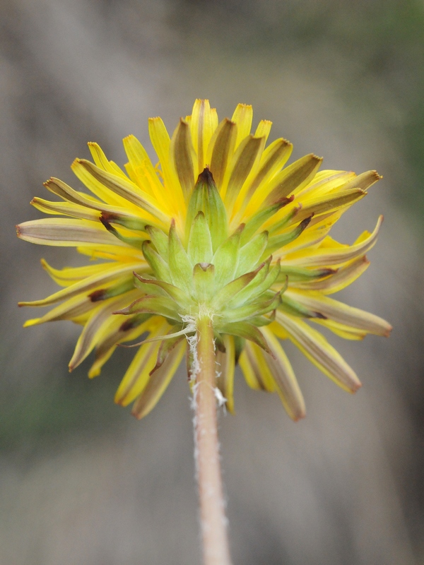 Image of Taraxacum tianschanicum specimen.
