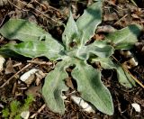 Centaurea czerkessica