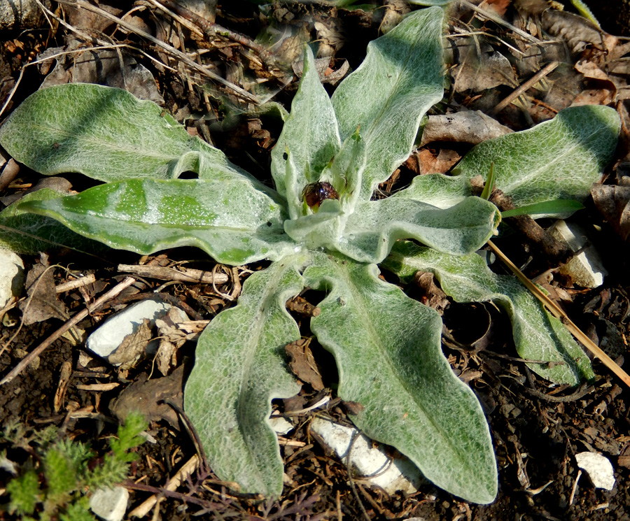 Image of Centaurea czerkessica specimen.