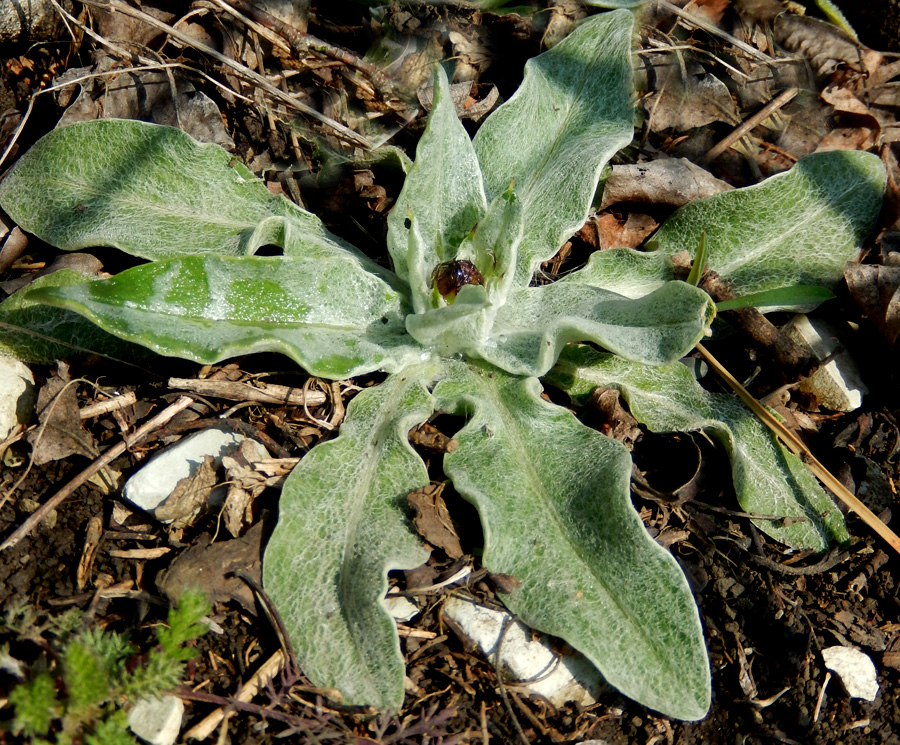 Изображение особи Centaurea czerkessica.