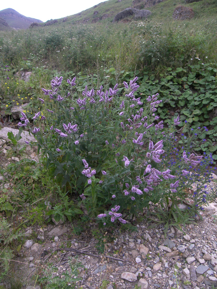 Image of Mentha longifolia specimen.