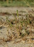 Camphorosma songorica. Группа растений в цвету на солончаковой пустоши с редкотравным однолетнесолянковым покровом, промеж галофильнокустарничковых куртин. Алтайский край, Родинский р-н, между cc. Тизек и Разумовка; Центральная Кулунда, солончаковая депрессия в 1.5 км от пологого южного берега оз. Кучукское; комплекс деградированных полугидроморфных галофильнозлаково-обионовых и галофильноразнотравно-однолетнесолянковых солончаков. 18 августа 2015 г.