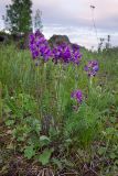 Oxytropis campanulata. Цветущее растение. Алтайский край, окр. пос. Тигирек, заповедник \"Тигирекский\", низовья р. Малый Тигирек, пологий кустарниковый склон со скальными выходами. 27.05.2015.