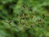 Chaerophyllum aromaticum