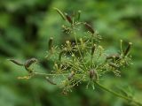 Chaerophyllum aromaticum. Соплодие с незрелыми плодами. Калужская обл., ст. Думиничи, используемый под выпас суходольный луг. 23.08.2009.