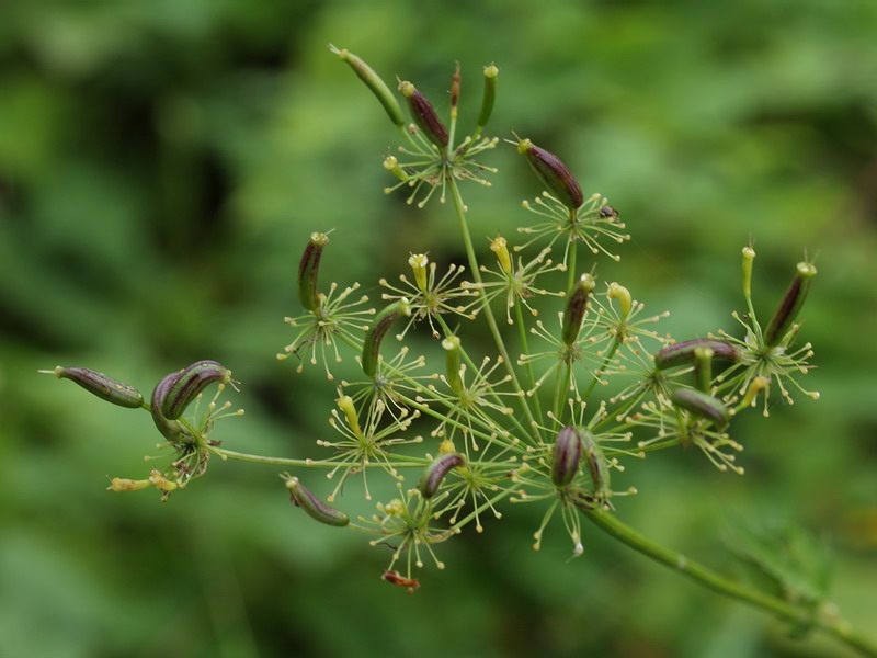 Image of Chaerophyllum aromaticum specimen.