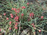 Ephedra monosperma