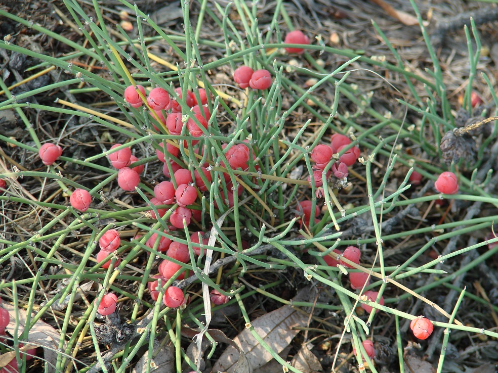 Image of Ephedra monosperma specimen.