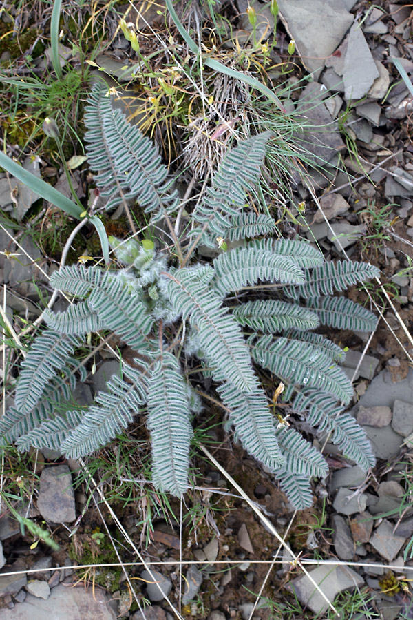 Image of Astragalus syreitschikovii specimen.