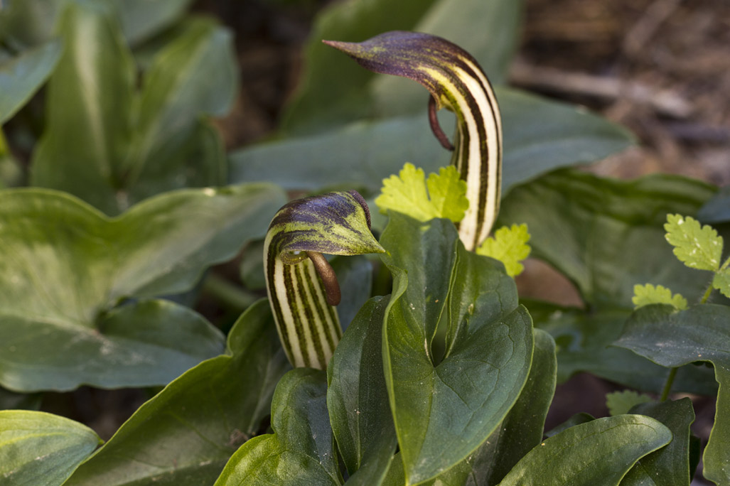 Изображение особи Arisarum vulgare.