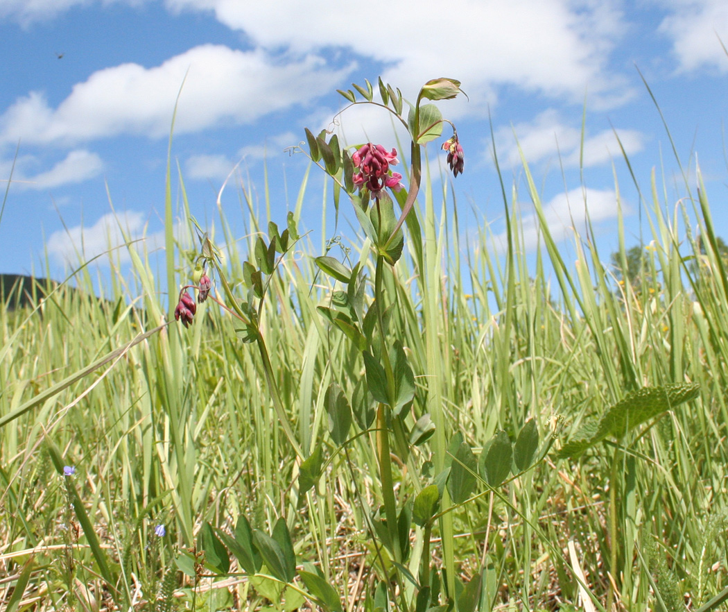 Изображение особи Lathyrus pisiformis.