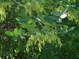 Fraxinus pennsylvanica. Верхушка ветви с соплодиями. Иркутская обл., г. Иркутск, территория мед. центра Микрохирургия глаза. 18.08.2015.