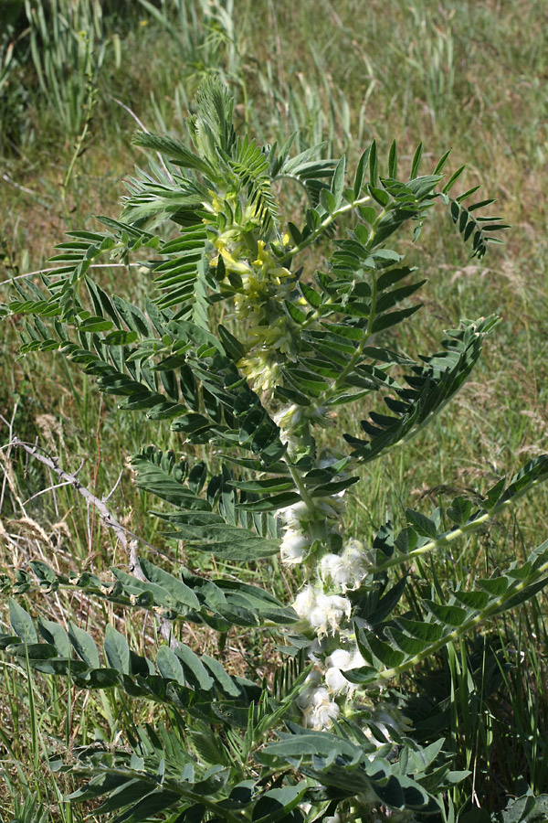 Изображение особи Astragalus sieversianus.