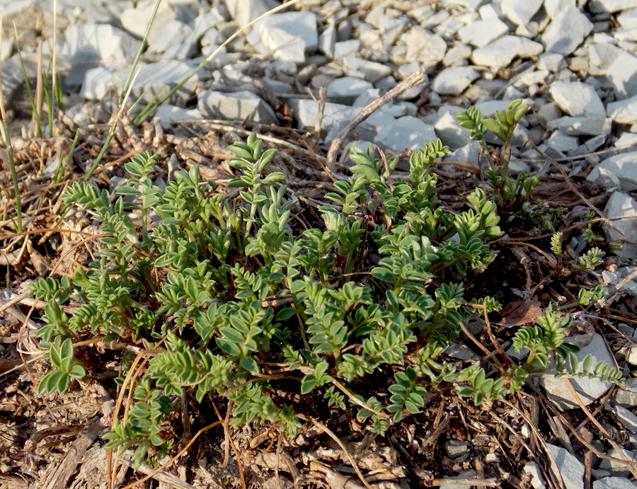 Image of Hedysarum tauricum specimen.