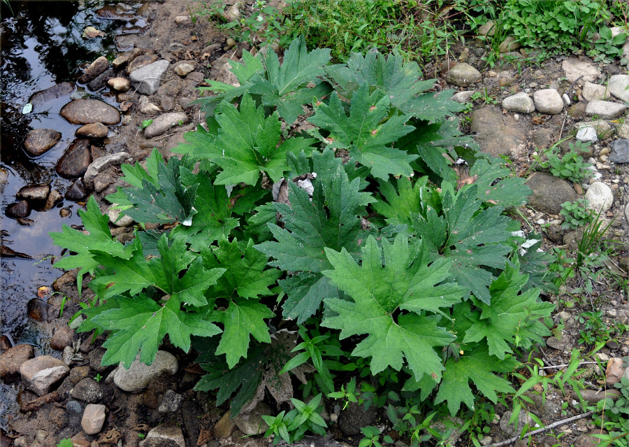 Изображение особи Petasites tatewakianus.