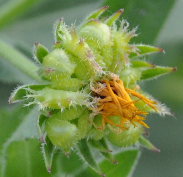 Image of Calendula arvensis specimen.