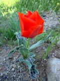 Tulipa greigii