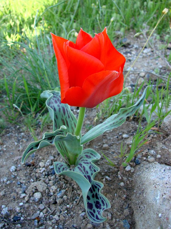 Image of Tulipa greigii specimen.