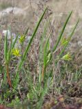Gagea microfistulosa. Цветущие растения. Крым, яйла близ вершины Ай-Петри. 04.04.2016.