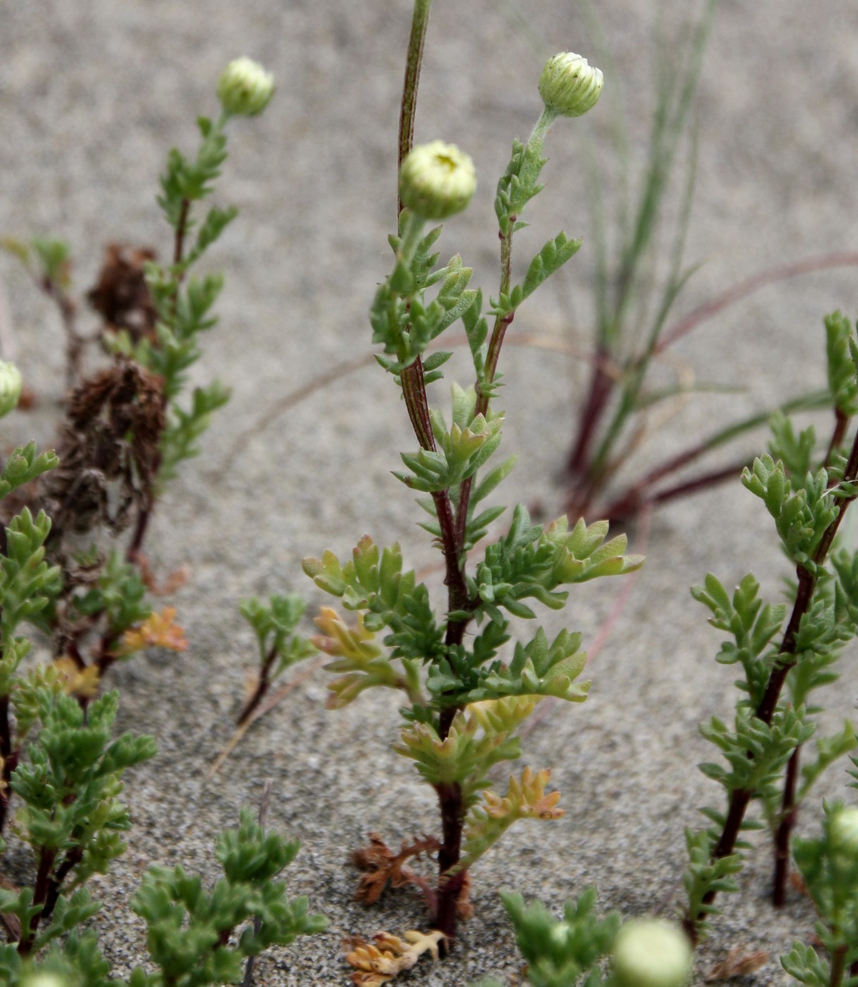 Image of Anthemis maritima specimen.
