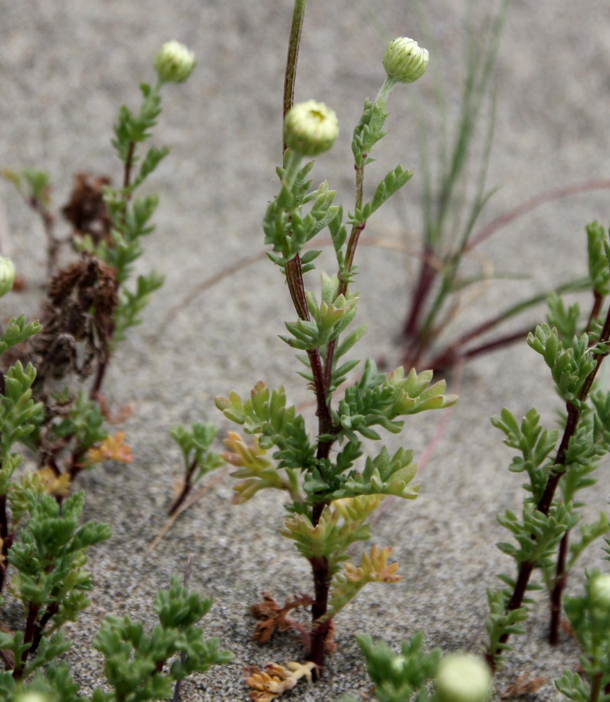 Изображение особи Anthemis maritima.