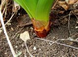 Eremurus spectabilis